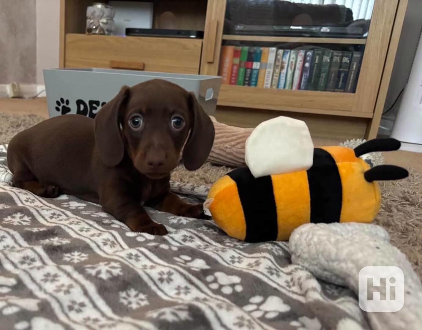 dachund - foto 1