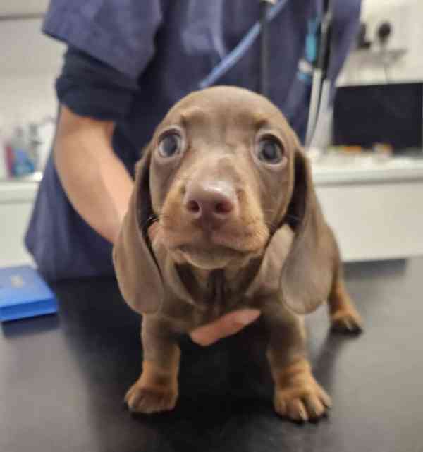 dachund - foto 2