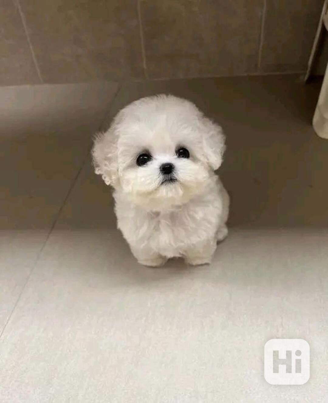 Rozkošná štěňata bišonka frise na prodej - foto 1