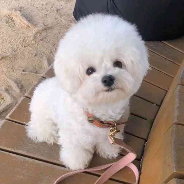 Rozkošná štěňata bišonka frise na prodej - foto 5