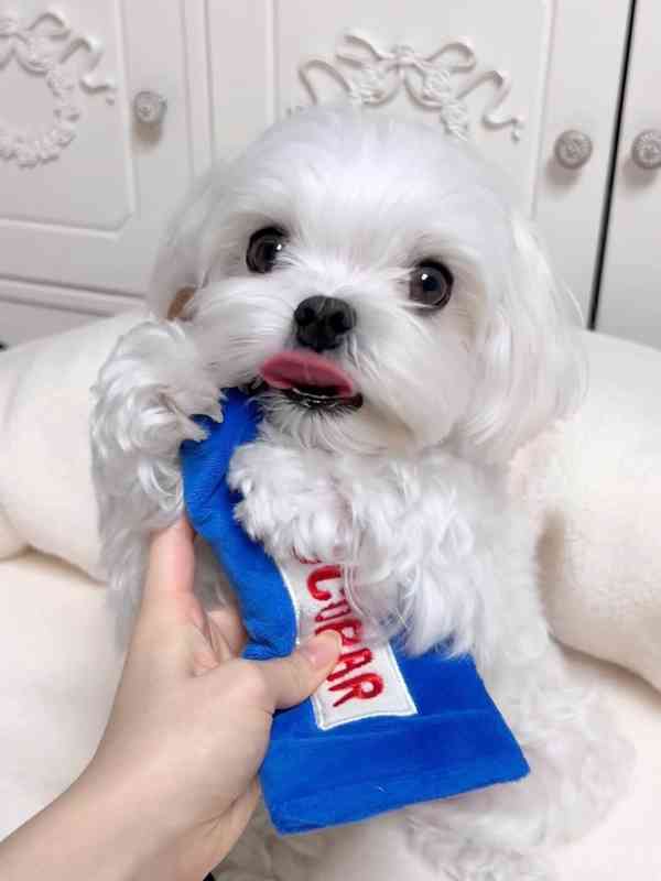 Rozkošná štěňata bišonka frise na prodej - foto 3