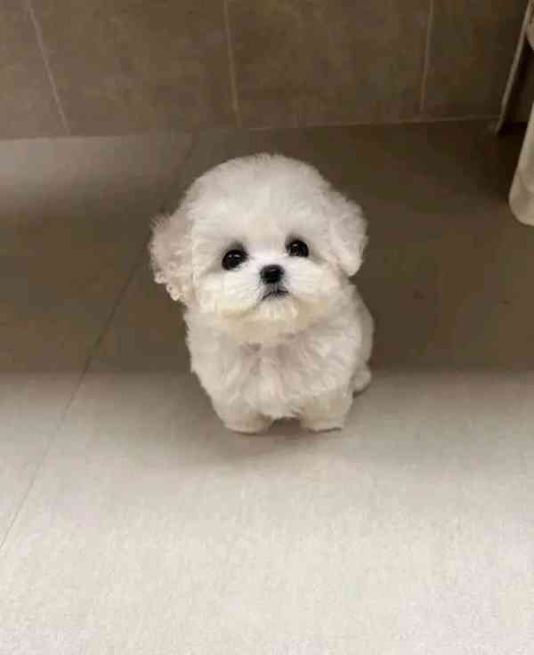 Rozkošná štěňata bišonka frise na prodej - foto 1