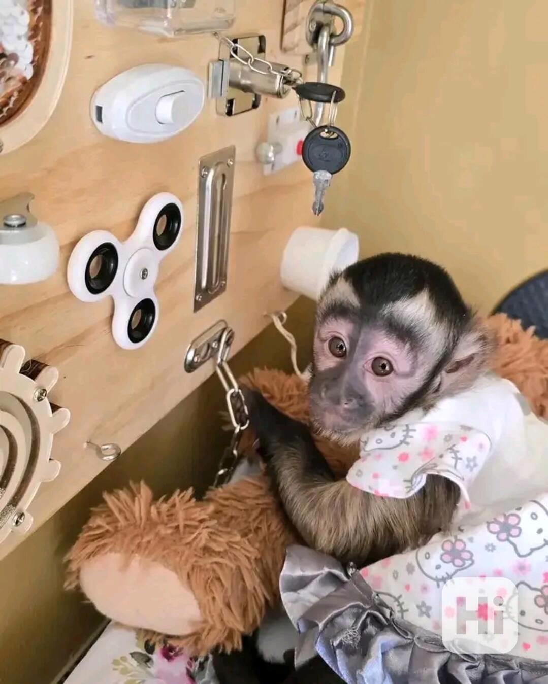  Dojemný kapucínský kamarád - foto 1