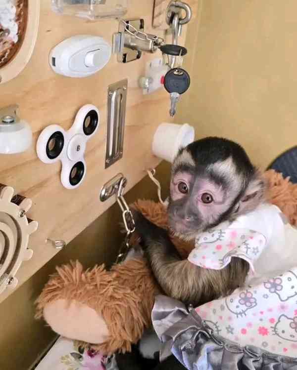  Dojemný kapucínský kamarád - foto 1