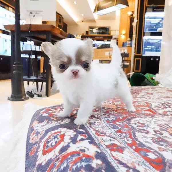 Štěňata čivavy - foto 2