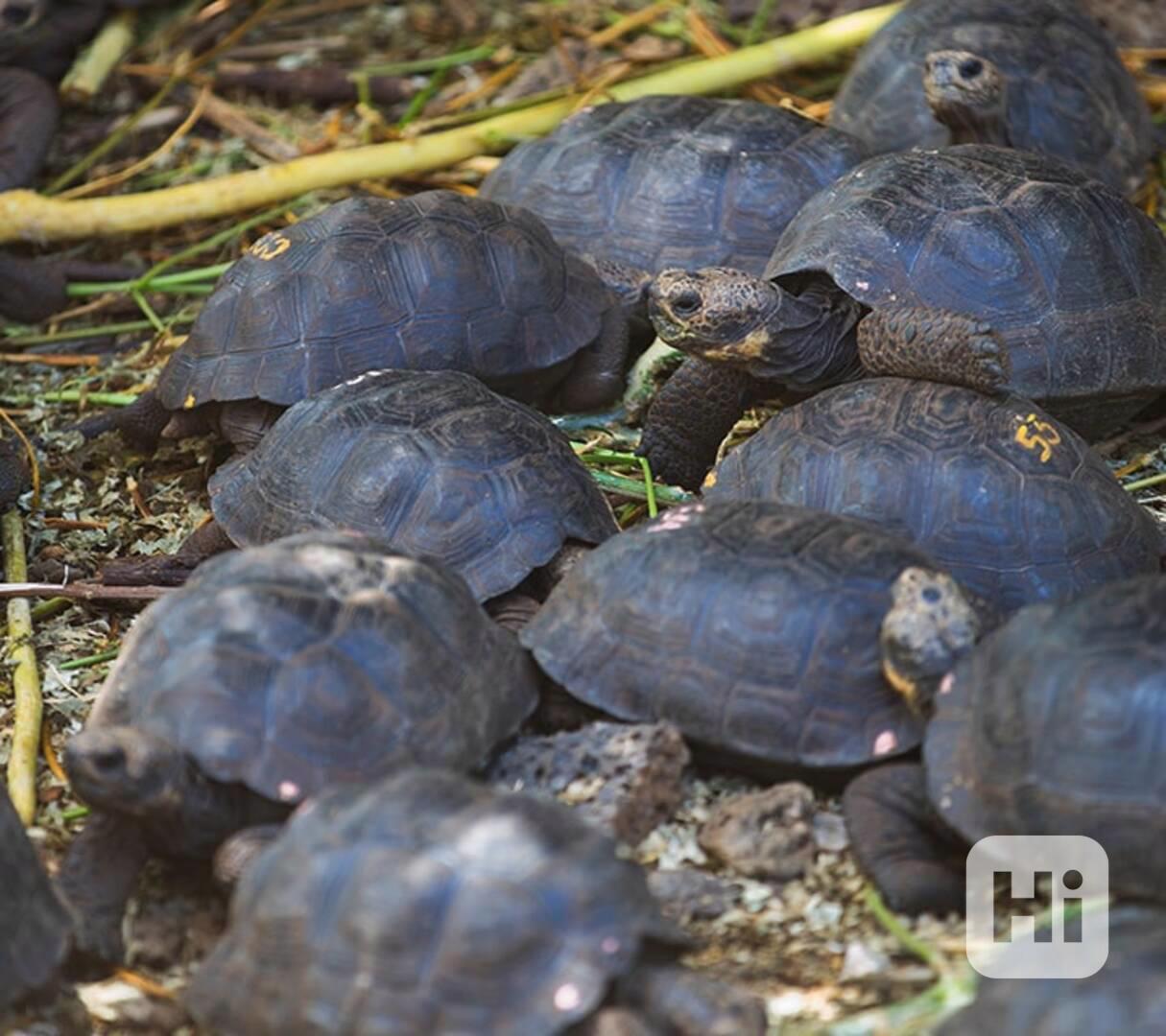 Galapágská želva chovaná v zajetí na prodej - foto 1