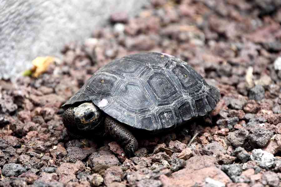 Galapágská želva chovaná v zajetí na prodej - foto 2