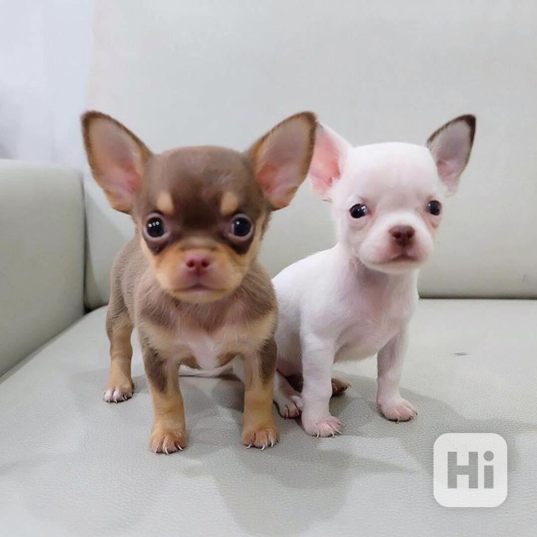 Čivava na prodej bez PP - foto 1