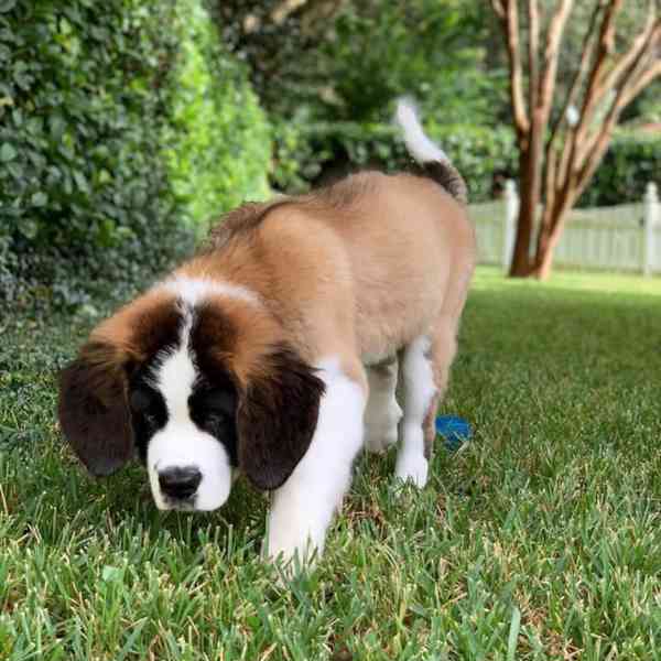 Adoptujte si ho, prosím - foto 3