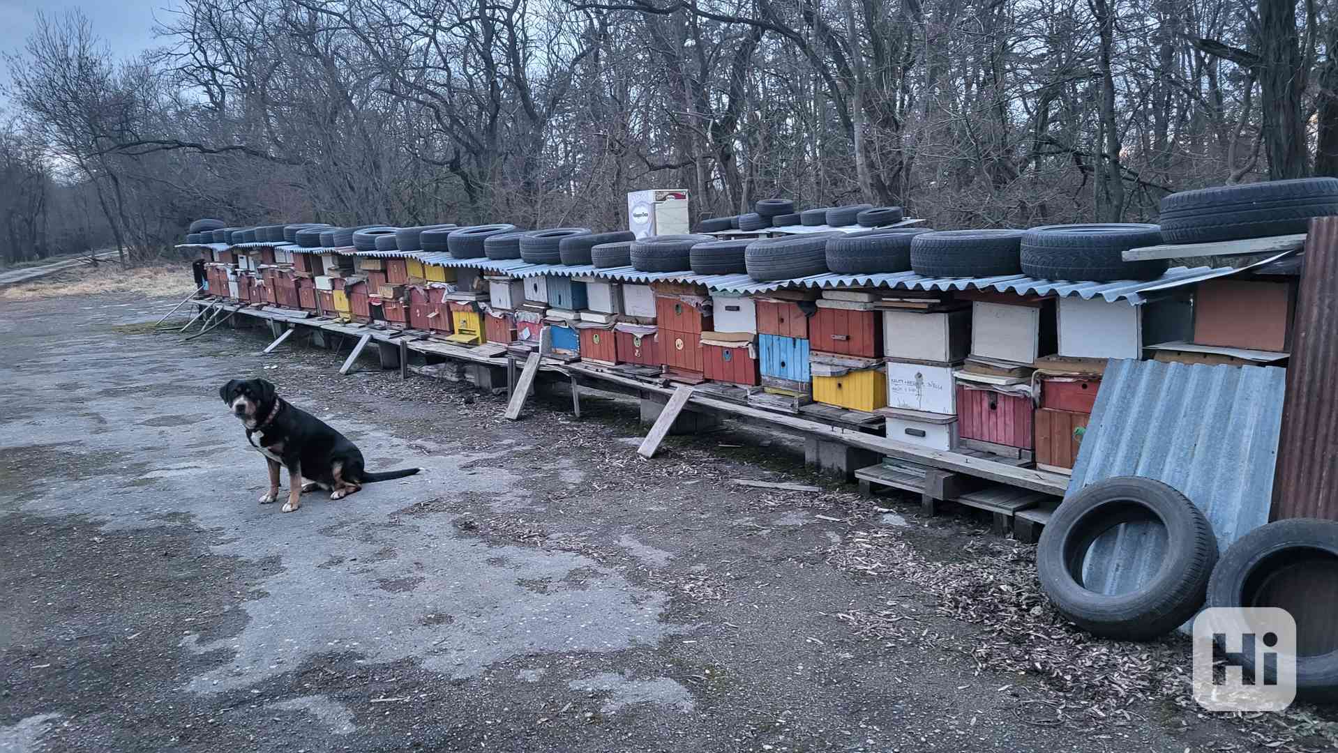 Včelí oddělky vcelstva 39x24  na 7,9,11 ramcich - foto 1