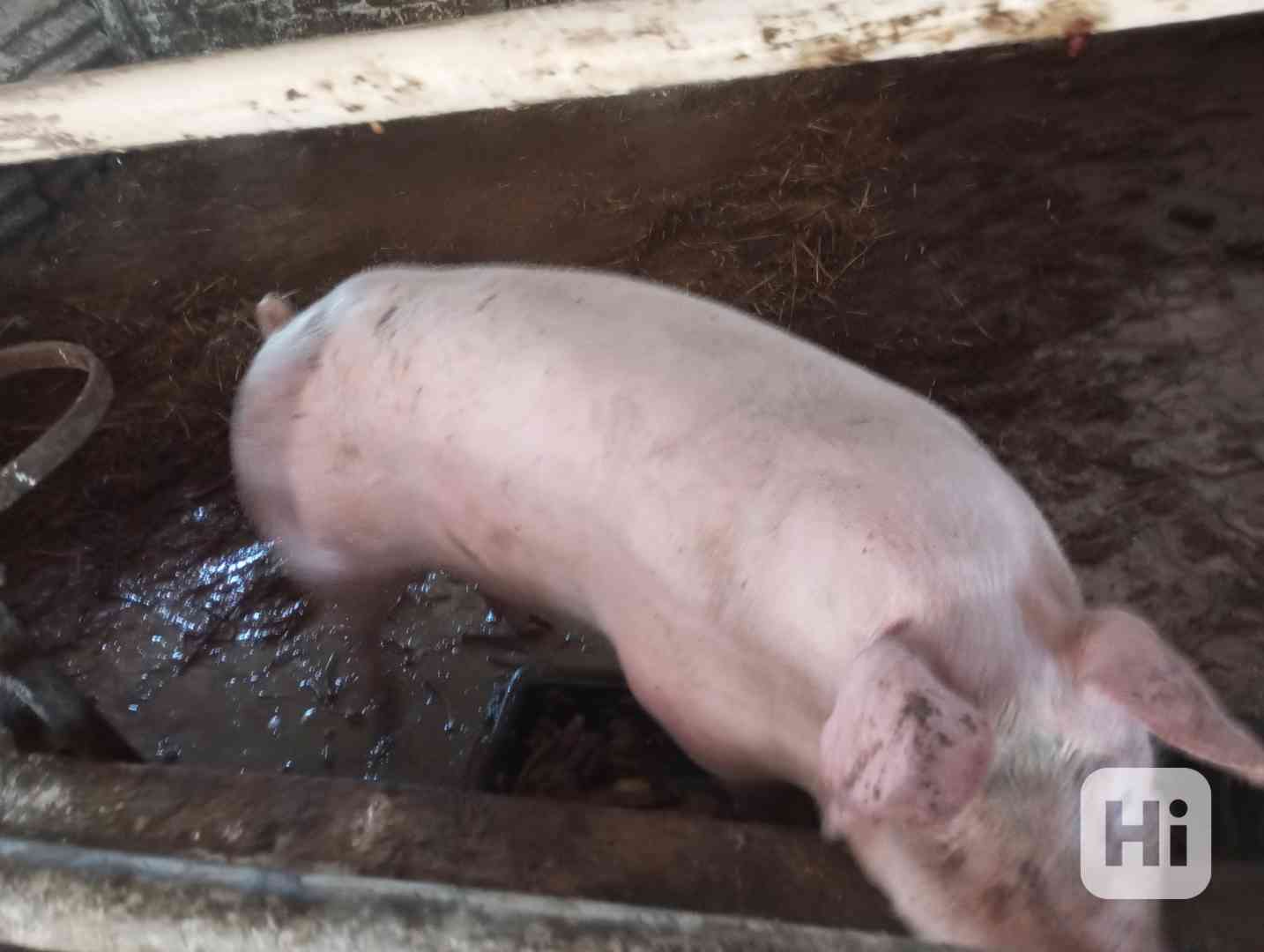 prodám prase - foto 1