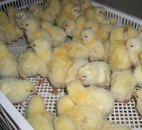 Prodám Brojlerová kuřata - foto 3