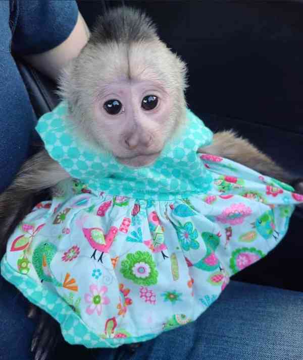 Zdarma miminko kapucínské opice k adopci zdarma nyní  
