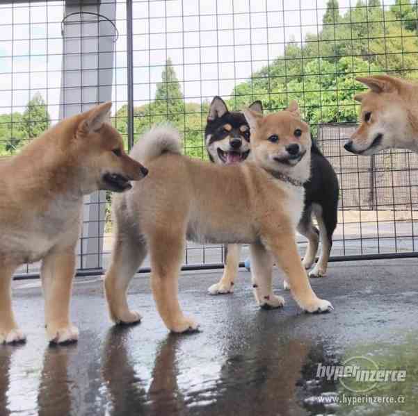 štěňata Shiba-inu - foto 2