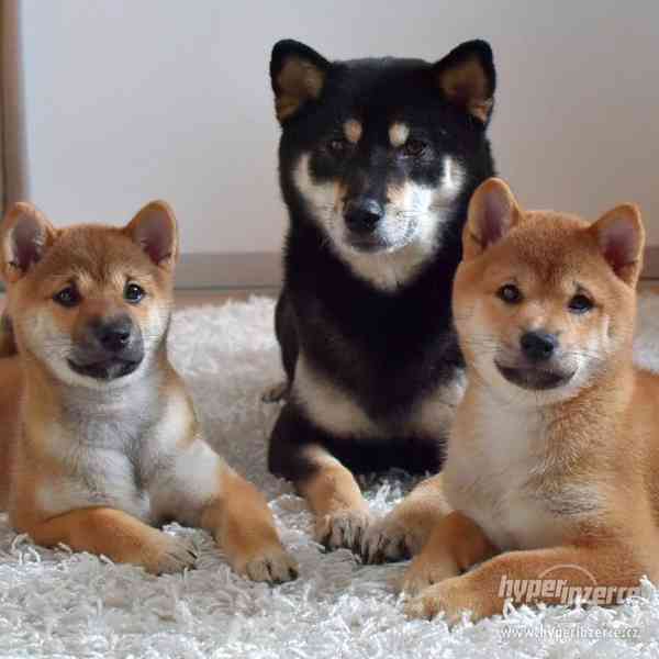 štěňata Shiba-inu - foto 3
