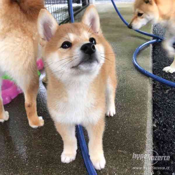 štěňata Shiba-inu - foto 4