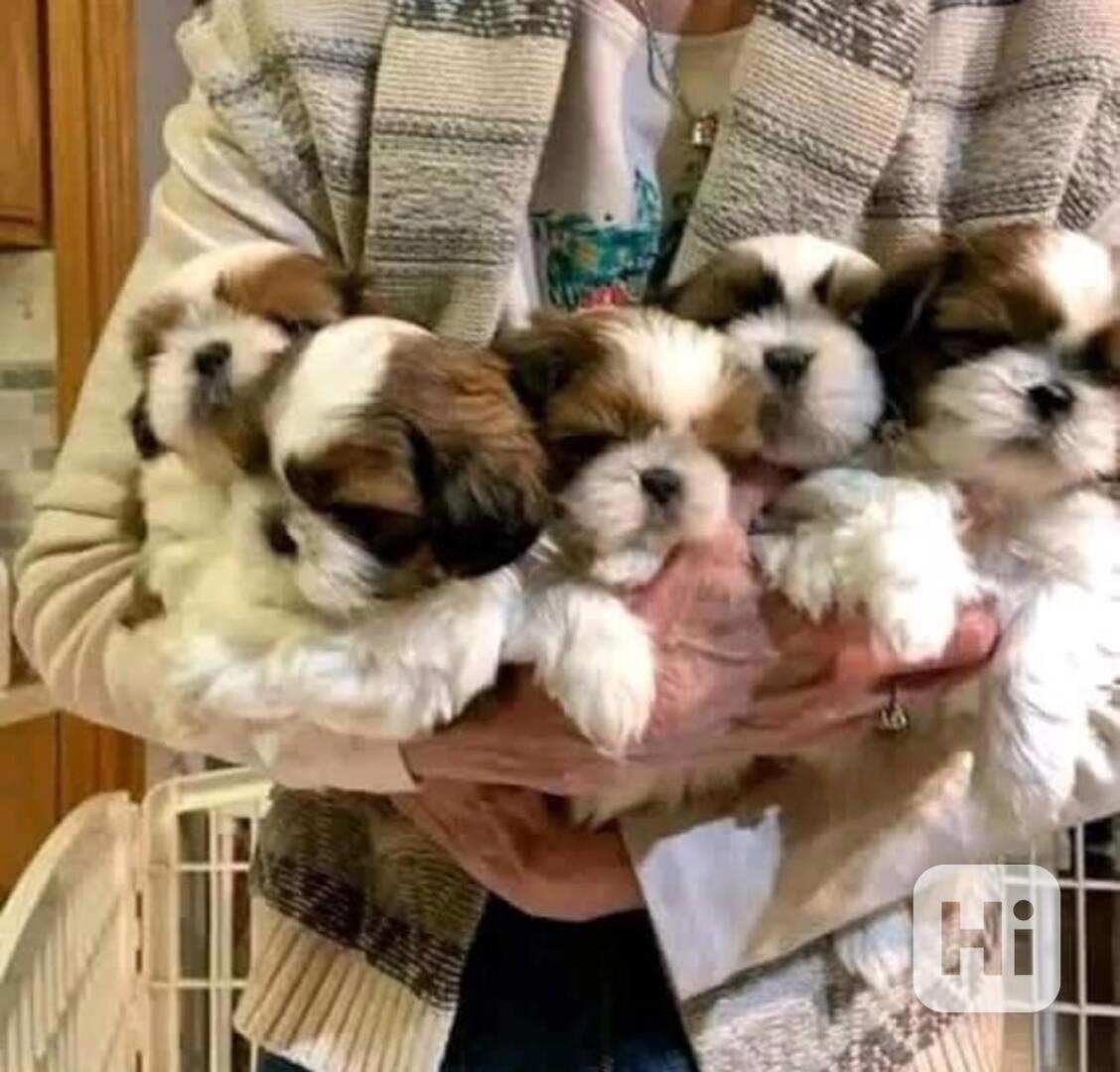 štěněte shit-tzu - foto 1