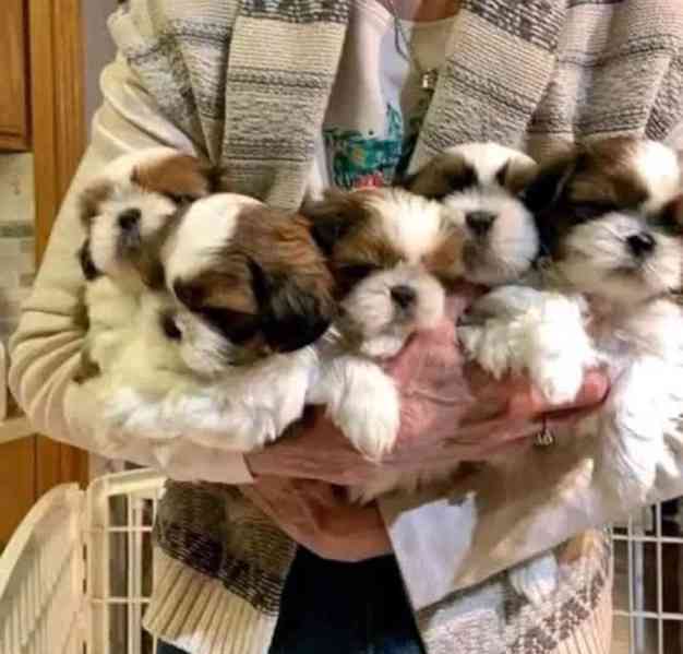 štěněte shit-tzu - foto 1