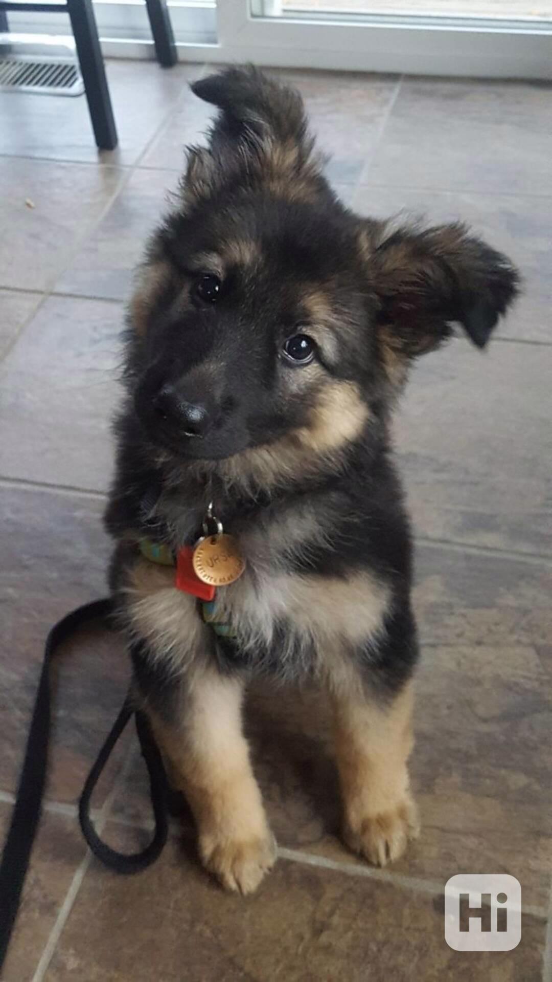 Roztomilá štěňata německých ovčáků zdarma k adopci   - foto 1