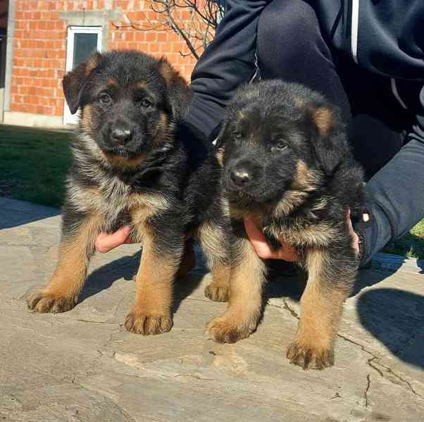 Roztomilá štěňata německých ovčáků zdarma k adopci   - foto 2