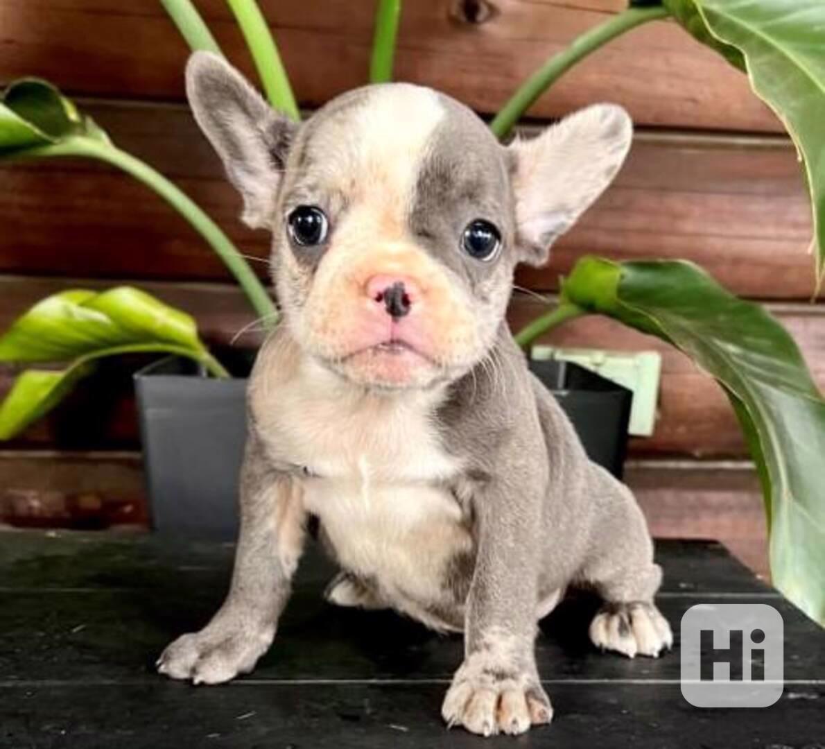 štěňata francouzských buldočků - foto 1