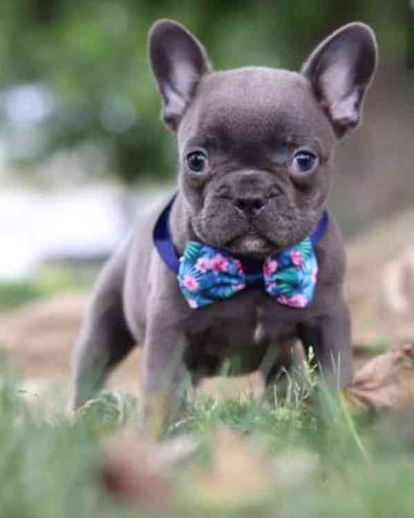 štěňata francouzských buldočků - foto 2