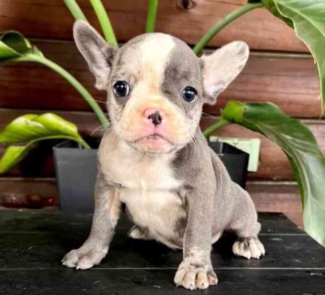 štěňata francouzských buldočků - foto 1