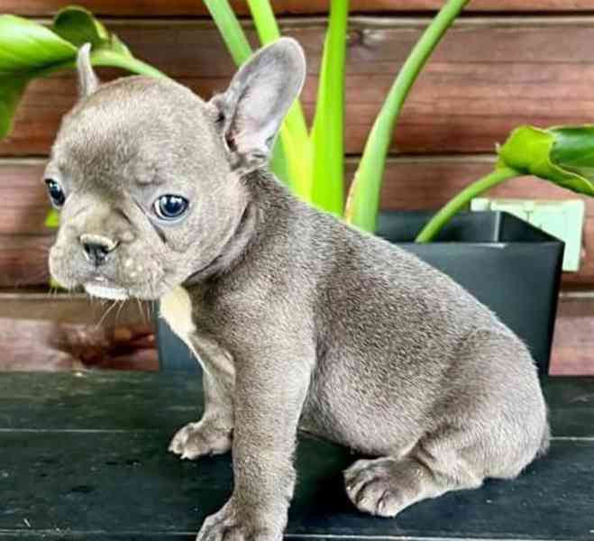 štěňata francouzských buldočků - foto 3