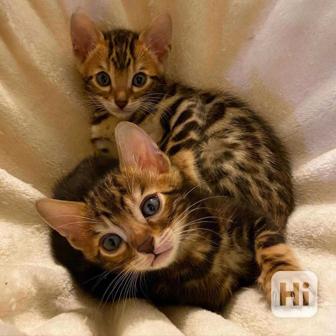 2 bengálská koťátka - foto 1