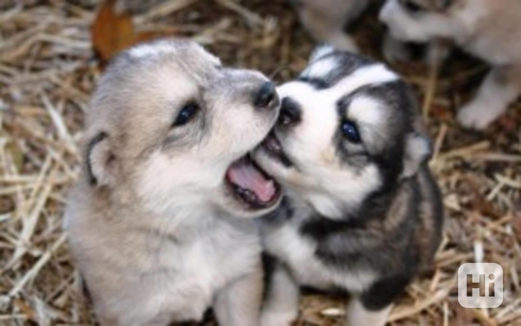 Nádherná štěňata sibiřského huskyho  - foto 1