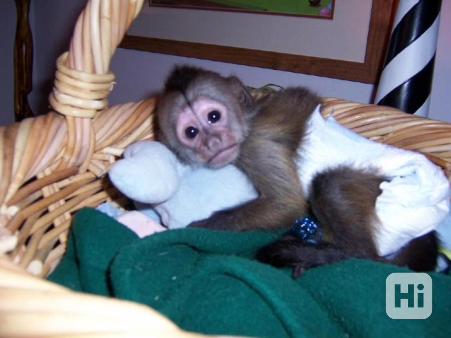 Kapucínská opice - foto 1