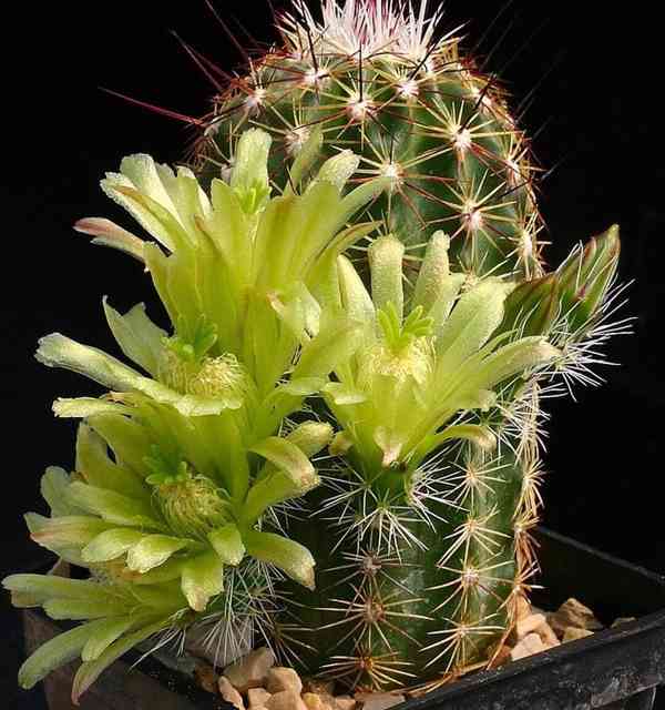 Kaktus Echinocereus viridiflorus - semena