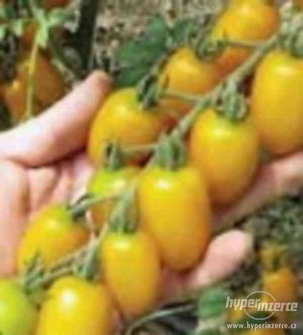 rajče Miele - semena - foto 1