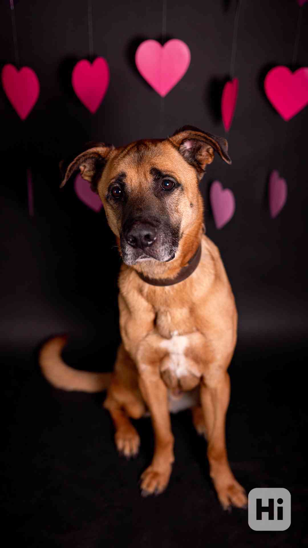 Sebastian - velký temperamentní kluk, kříženec, 7 let - foto 1