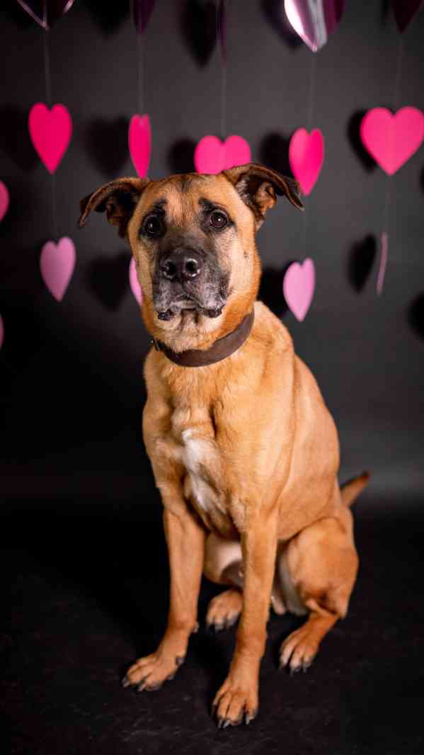 Sebastian - velký temperamentní kluk, kříženec, 7 let - foto 3