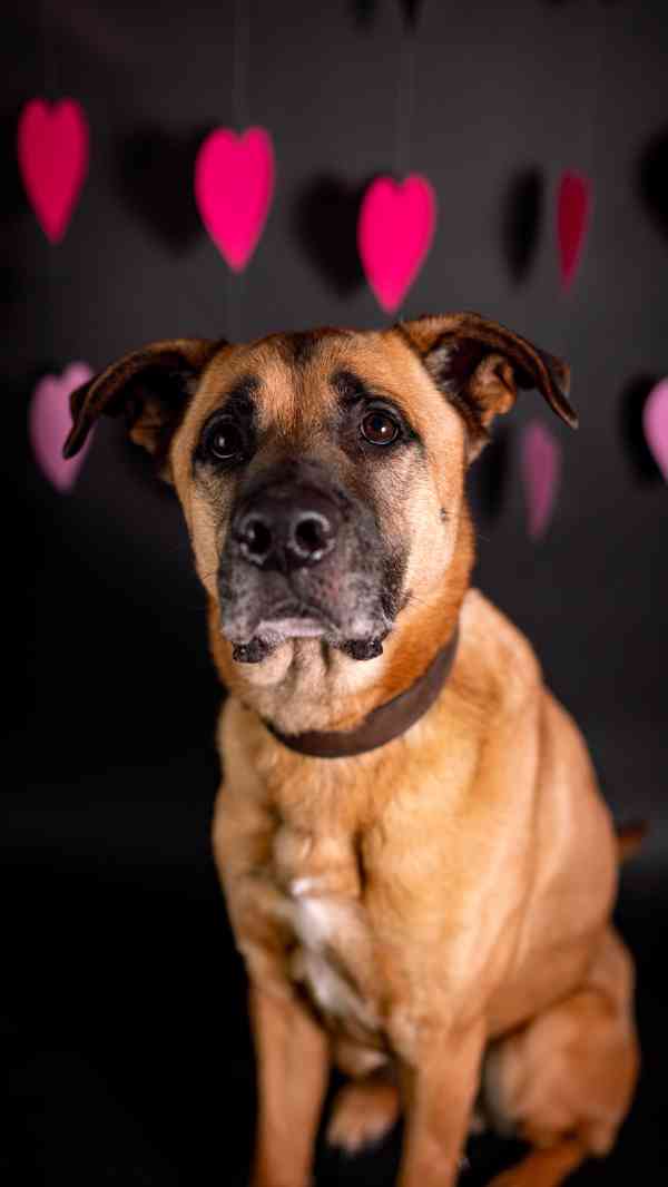 Sebastian - velký temperamentní kluk, kříženec, 7 let - foto 5