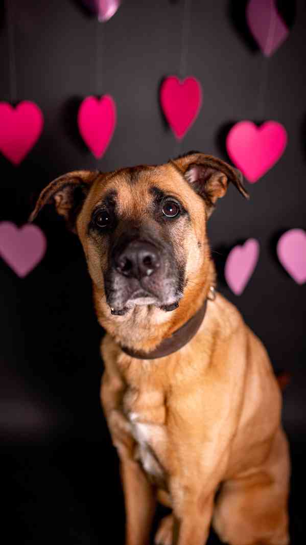 Sebastian - velký temperamentní kluk, kříženec, 7 let - foto 2