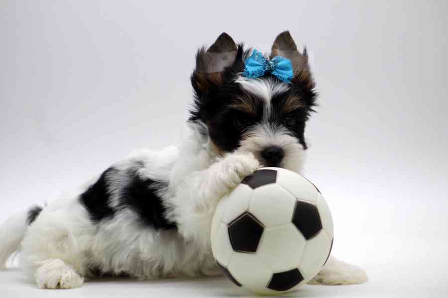 biewer yorkshire terrier - foto 3