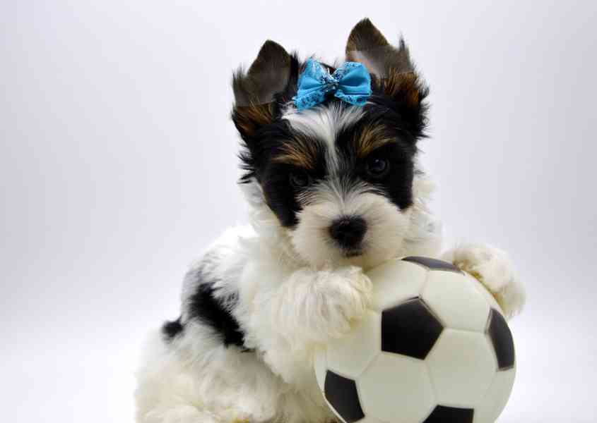 biewer yorkshire terrier - foto 4