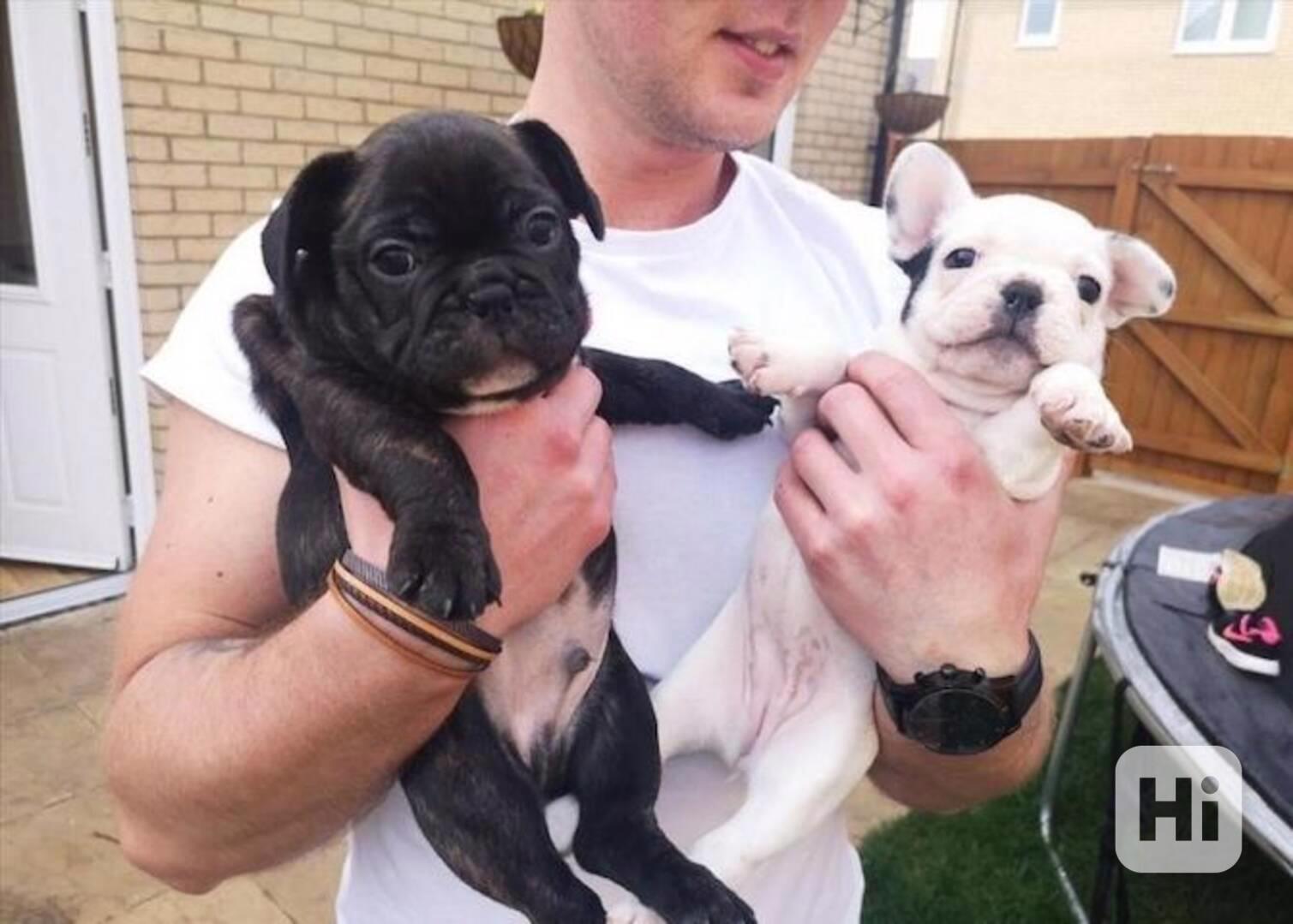 štěňata francouzského buldočka - foto 1