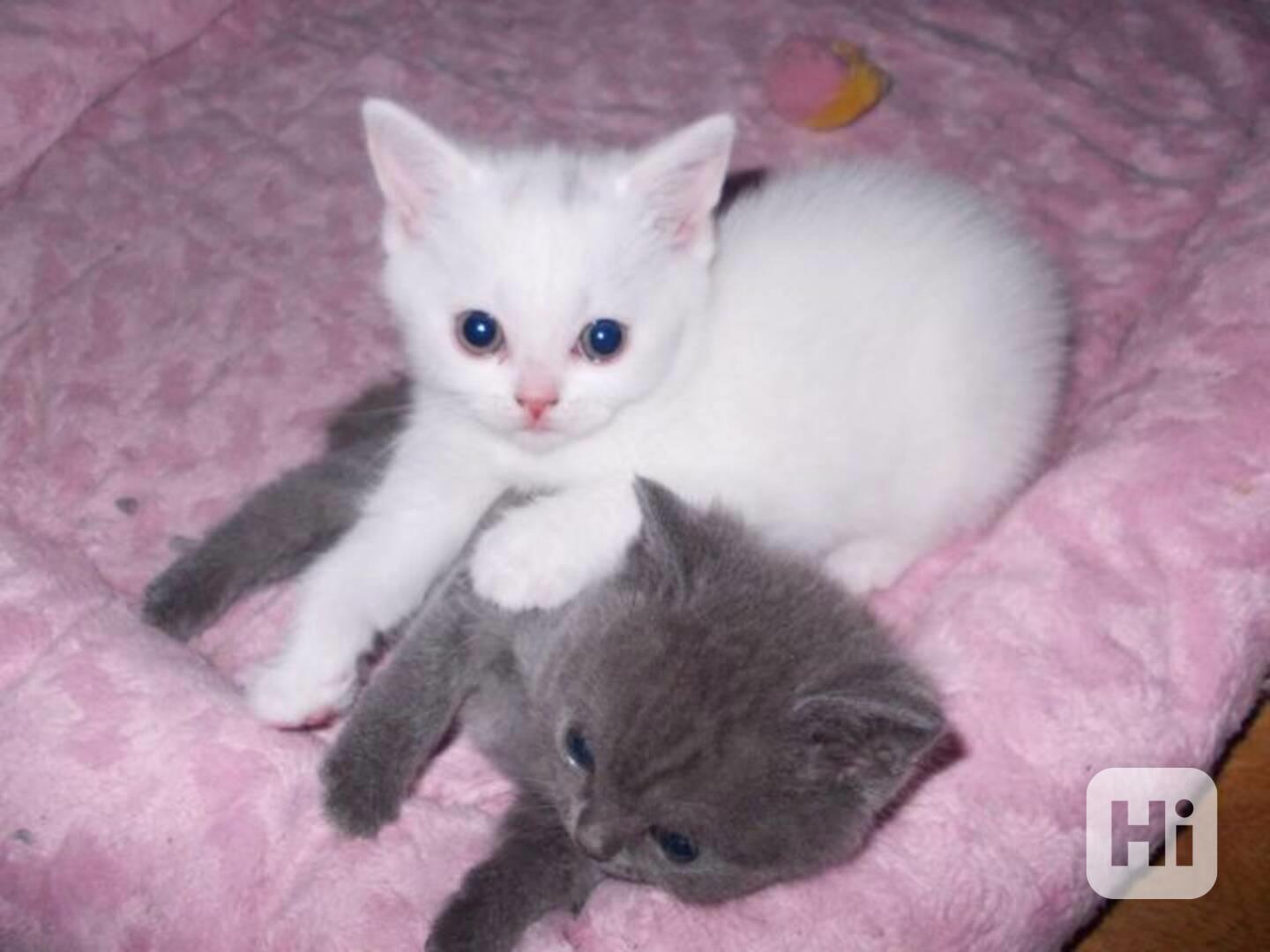 Perská koťata - foto 1