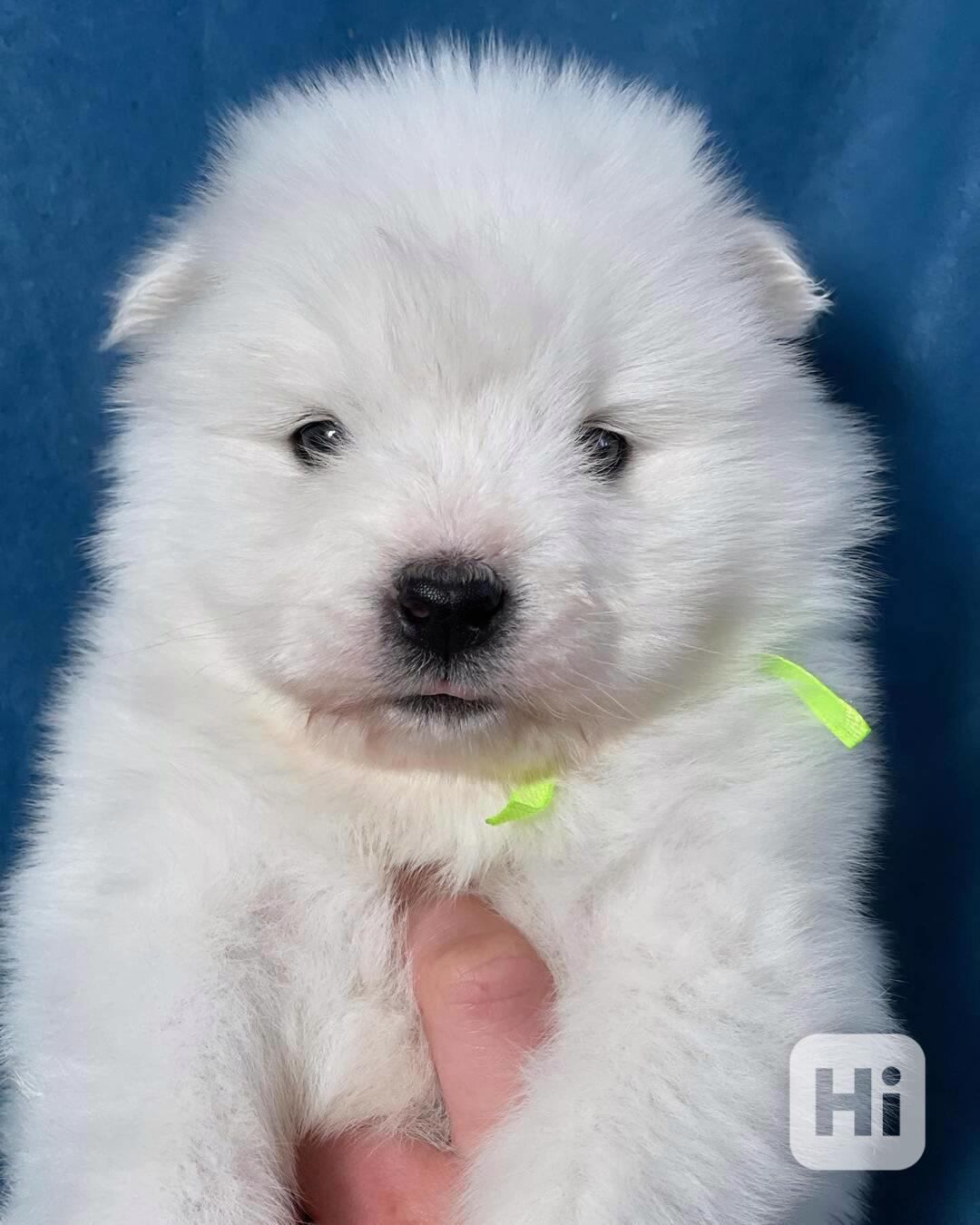 Nádherná štěňata samojeda k dispozici - foto 1