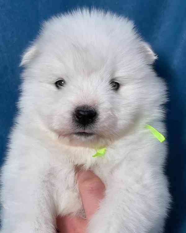 Nádherná štěňata samojeda k dispozici - foto 1