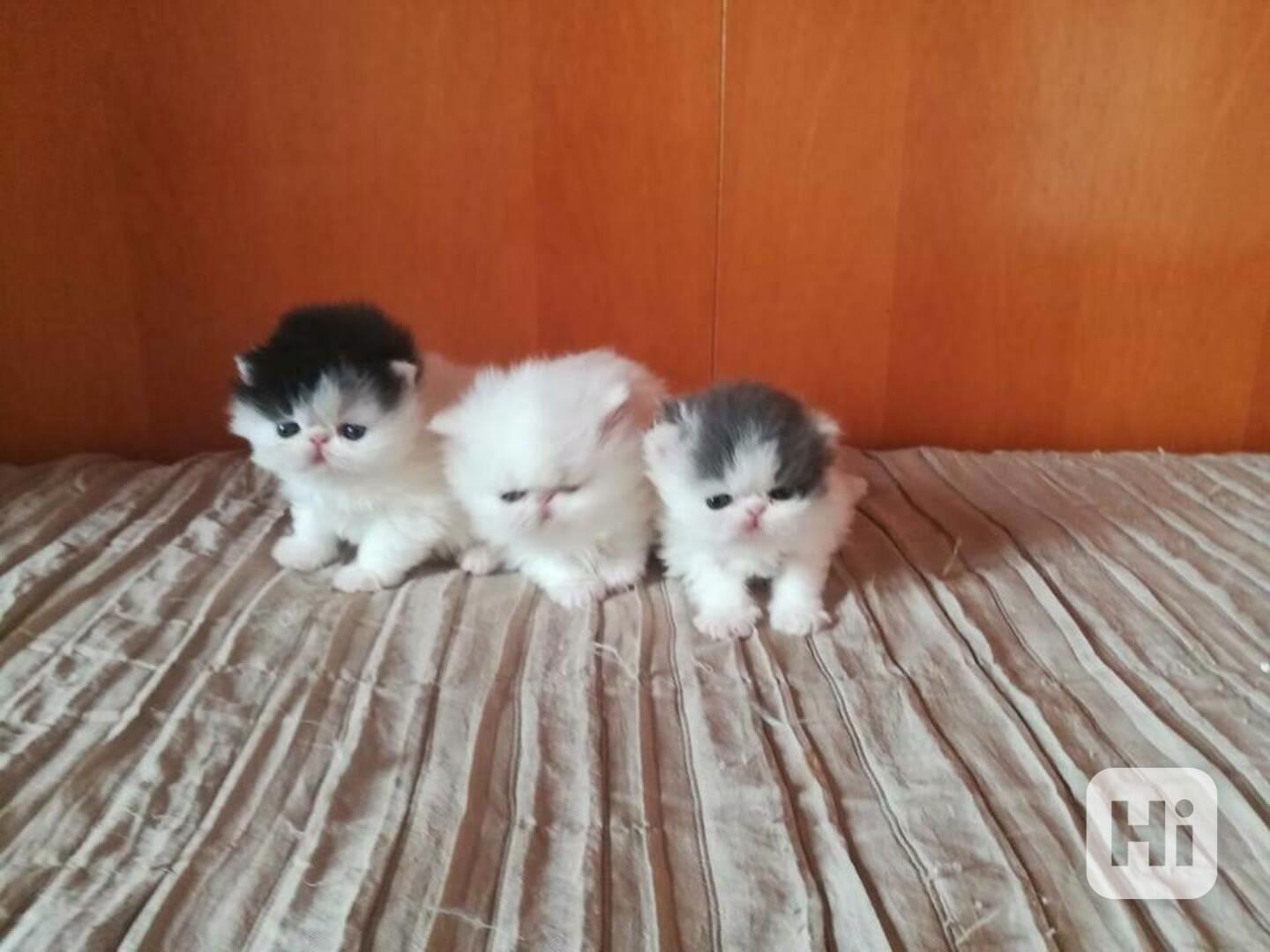 Perská koťata k adopci - foto 1