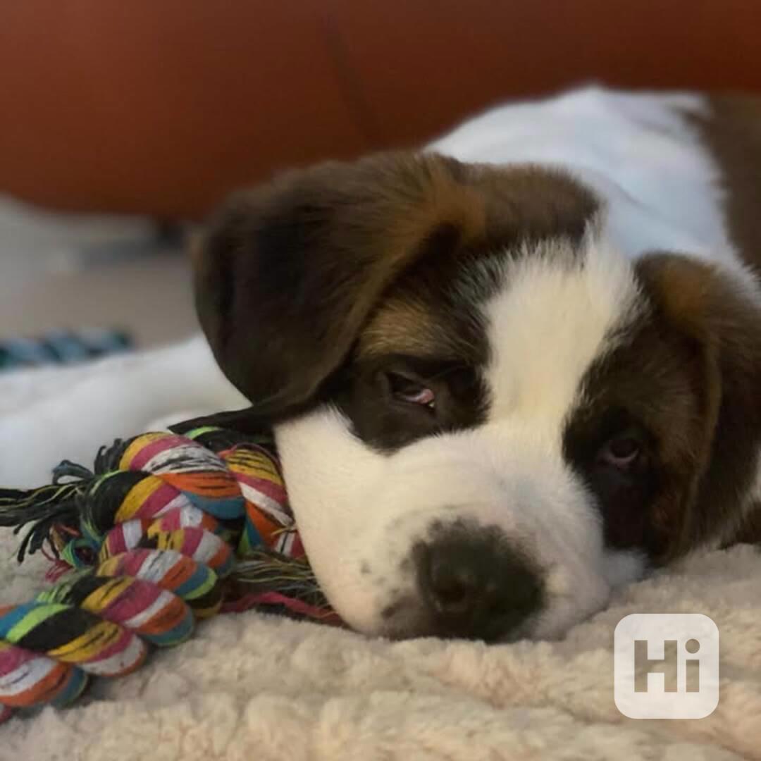 Štěně bernardina potřebuje nový domov - foto 1