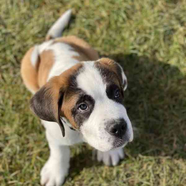 Štěně bernardina potřebuje nový domov - foto 4