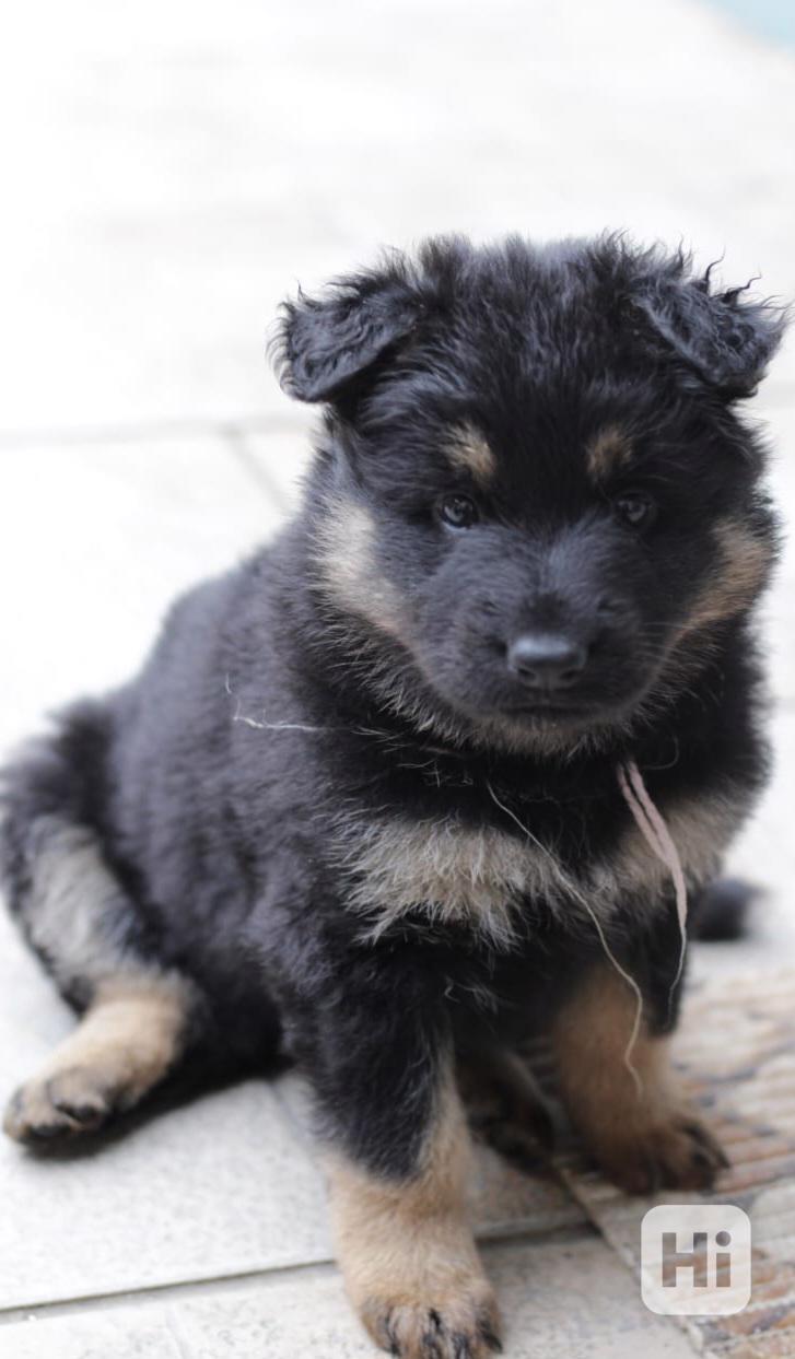 Štěňata chodského psa s průkazem původu - foto 1