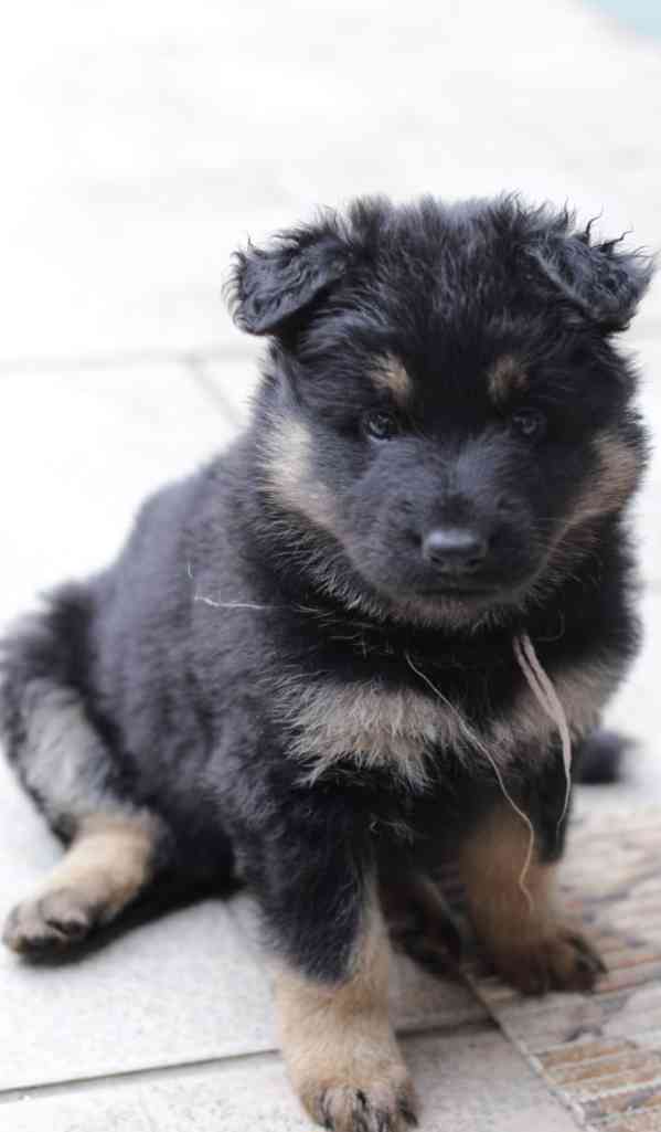 Štěňata chodského psa s průkazem původu - foto 1