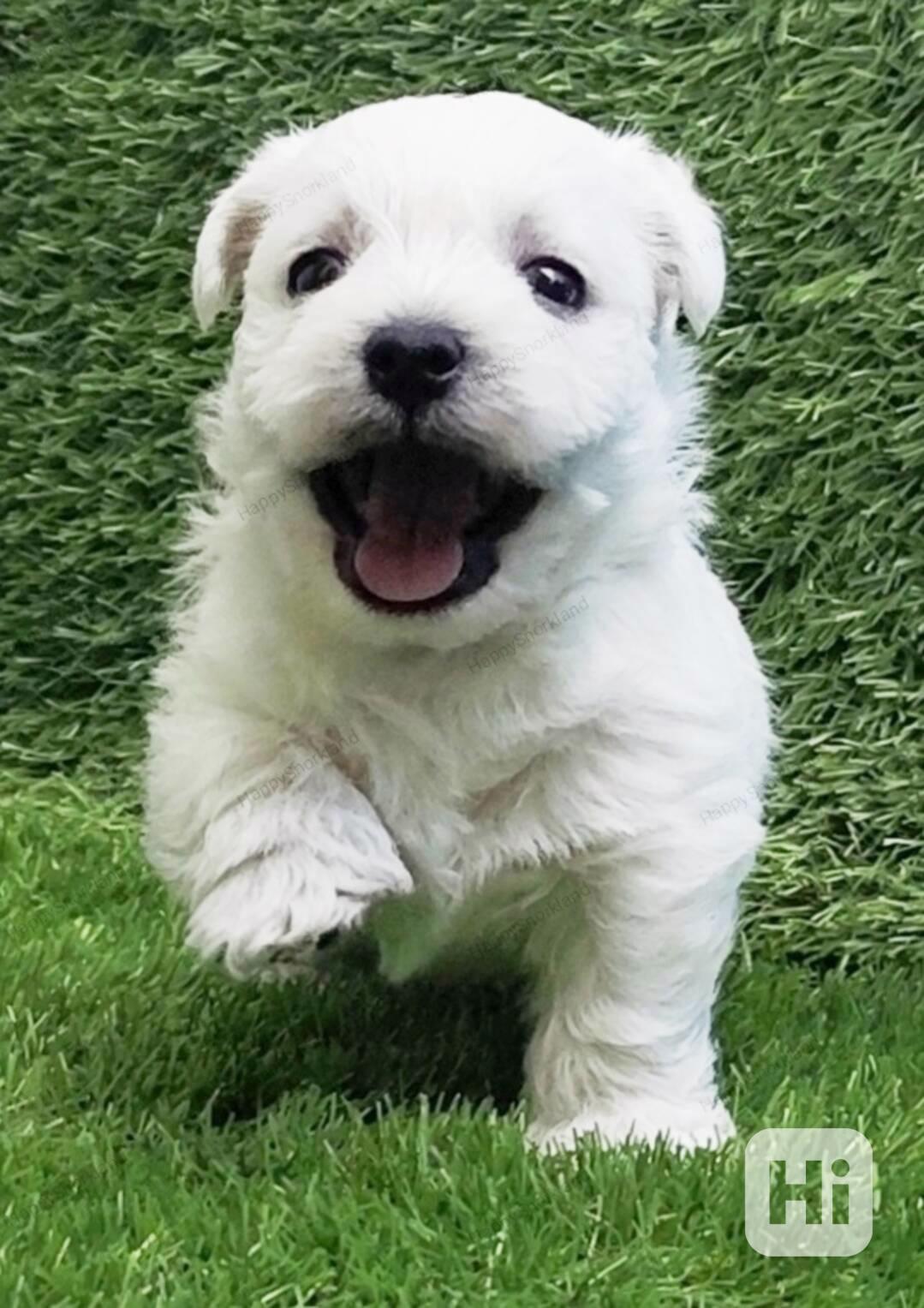 West highland white terrier - foto 1