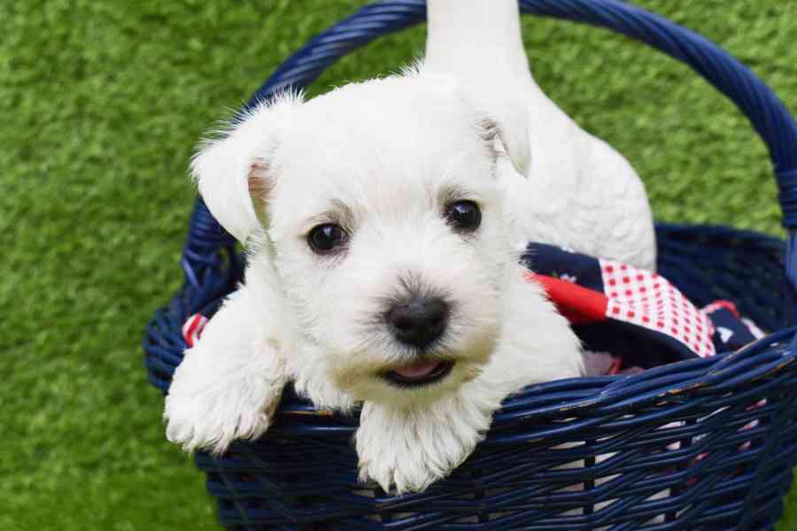 West highland white terrier - foto 2